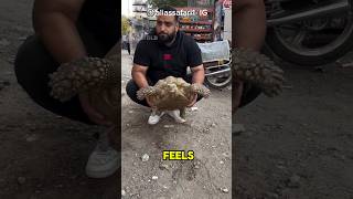 The man helped the tortoise 🐢😍 shorts education animals [upl. by Encratia960]