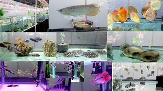 WORLD OF PETS AMART AQUATIC WORLD AQUARIUM EXHIBITION AT MUMBAI INDIA [upl. by Dnumde]