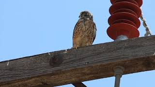 Βραχοκιρκίνεζο  Eurasian Kestrel [upl. by Adle]