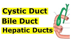 Chp22  ANATOMY of BILE Duct  CYSTIC Duct  HEPATIC Ducts  BDC Vol2  Dr Asif Lectures [upl. by Zimmermann726]