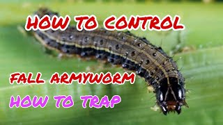 HOW TO CONTROL FALL ARMYWORM IN EASY WAY [upl. by Jocelyne]