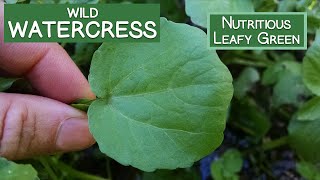 Watercress A Wild Nutritious Leafy Green [upl. by Oglesby]