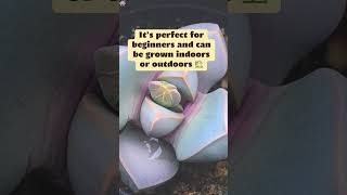 💜 How To Grow And Care For Lapidaria 🌱 [upl. by Oglesby491]