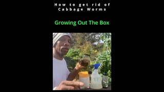 How to get rid of cabbage worms 3garden gardening shorts [upl. by Svoboda890]