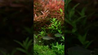 Tera Kitty tetra aquascape tetrafish aquariumhobby [upl. by Yerot238]