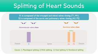 Splitting of Heart Sounds  S2 Splitting [upl. by Morra766]