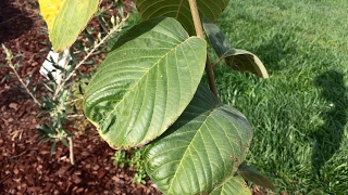 Chaffey Cherimoya [upl. by Sldney]