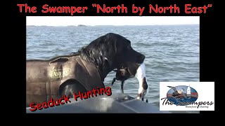 The Swampers quotNorth by North Eastquot  Maryland  Seaduck Hunting Seaducks  Surf Scoter [upl. by Grania]