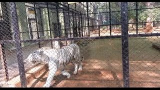 White Tiger at Mysore Zoo 1080p HD [upl. by Ahsieyk]