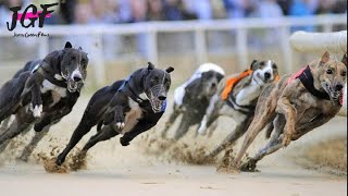 Greyhound dog racing  Track race 480m [upl. by Eened73]