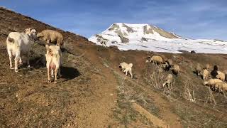 KOYUN SÜRÜME SALDIRAN KÖPEKLERİMİ SÜRÜYE ALIŞTIRDIM [upl. by Acilgna]