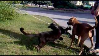 Panther vs Pitbull [upl. by Aryahay]