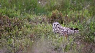 Short eared owl [upl. by Jeniece178]