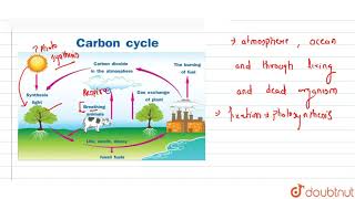 THE CARBON CYCLE [upl. by Romaine643]