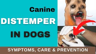 How to Recognize Distemper Symptoms in Dogs TREATMENT amp PREVENTION [upl. by Virge707]