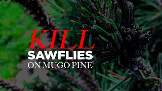 Kill European Pine Sawflies Larvae on Mugo Pine [upl. by Linette238]