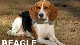 BEAGLE TRAINING  Basic Facts about Training [upl. by Letsyrk546]