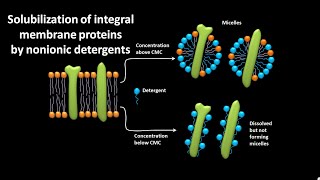 Solubilization of integral membrane proteins by nonionic detergents [upl. by Derna]