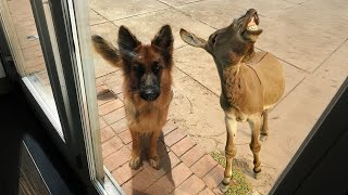 When your dog brings home a friend 🙈🤣Funny Dog Video [upl. by Annoid102]