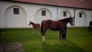 Minden napra lovaskultúra  A Ménesbirtok feladata 🐎 [upl. by Ellimac54]