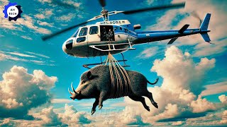 Harvest and Processing Pig US Farmers Use Agriculture Technology to Control 15 With 15M Wild Boar [upl. by Hatcher33]