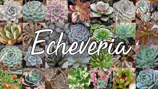 TODAS las especies de Echeveria registradas en el Mundo  100 Suculentas  Parte 1 de 2 [upl. by Joshuah]