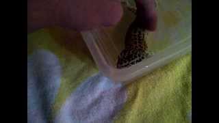 Get These Leopard Gecko Eggs Out [upl. by Ainsley]