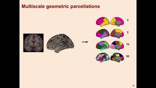 OHBM 2024  Symposium  James Pang  Geometric principles governing regional organization of the … [upl. by Ardnuaet166]