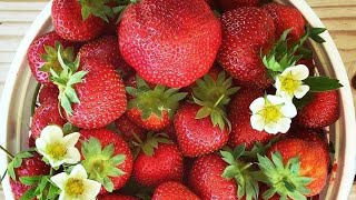 SPECIAL EDITION Sunset Berry Farm UpdateIts Almost Strawberry Season in West Virginia [upl. by Kcirdef]