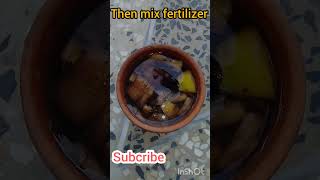 Bananas shells  How to use bananas peel fertilizer  Short gardening shorts short [upl. by Imailiv]