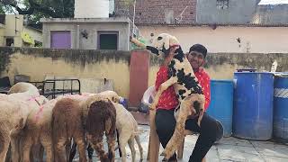 Ablak Hontel Bacho Ka Lajawaab Collection  Madgyal Sheep At Usman Goat Farm Solapur [upl. by Hamlen]