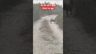 Spotted Herd of Jackal uttarakhand wildlife jackal jimcorbett shorts ytshorts [upl. by Nayrbo512]