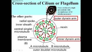 326 92 Microtubule Array in Axonemes that Beat [upl. by Einnep]
