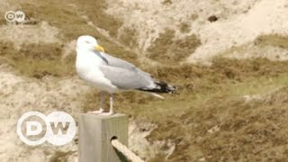 Ein Sommertag auf Norderney  DW Deutsch [upl. by Netsrek]