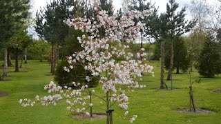 Amelanchier La Paloma Snowy mespilus [upl. by Ahsiken]