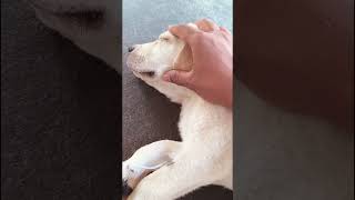 please comment the dog namedog doglover telugu shorts [upl. by Shanleigh]