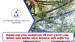 Agriplus  Đánh giá của Agriplus về các cách làm bông sầu riêng mùa nghịch mới hiện tại [upl. by Zel]