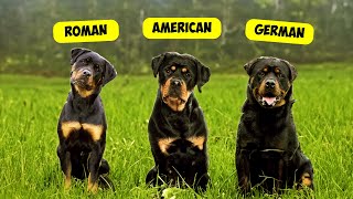 5 TYPES OF ROTTWEILERS [upl. by Tunnell536]