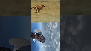 Animals Speed Comparison science ytshorts sciencefacts [upl. by Siocnarf]