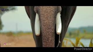 Elephant WhatsApp status video [upl. by Fiedler]