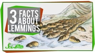 3 Facts About Lemmings [upl. by Einimod]