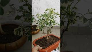 Ming Aralia Repotting amp Bonsai Making Tips shorts mingaralia bonsai [upl. by Bently823]