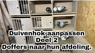 Duivenhok aanpassen deel 2  Doffers naar hun eigen afdeling  Postduiven [upl. by Mcfarland711]