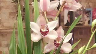 Como sembrar semillas de orquídeas en casa Muy fácil Dendrobium moschatum y christianum [upl. by Ecirtnahc]