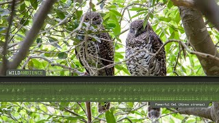 Powerful Owl Calls amp Sounds [upl. by Ardaed]