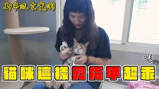 你不知道的幫貓剪指甲妙招！！｜正當貓中途 [upl. by Sirronal]