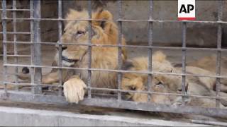 Animals starve to death at Taiz Zoo [upl. by Atirhs]