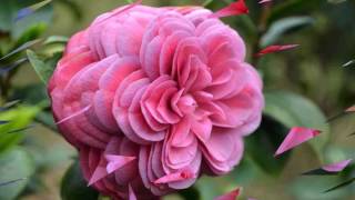 Camellia flower HD1080p [upl. by Lenee701]