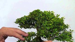 Pruning a Boxwood [upl. by Estus]