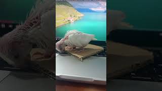 animals fortnite calopsitte gta music fortniteclips oiseaux fifa snoupy gaming [upl. by Eremahs]